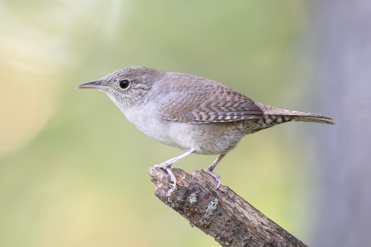 Northern House Wren - ML642884673