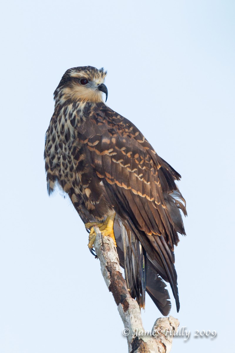 Snail Kite - ML642884674