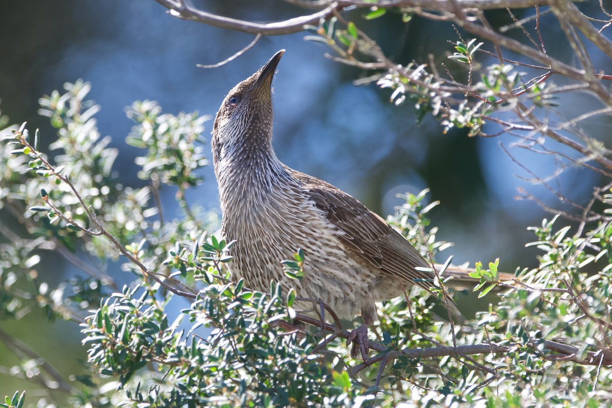Little Wattlebird - ML642884685