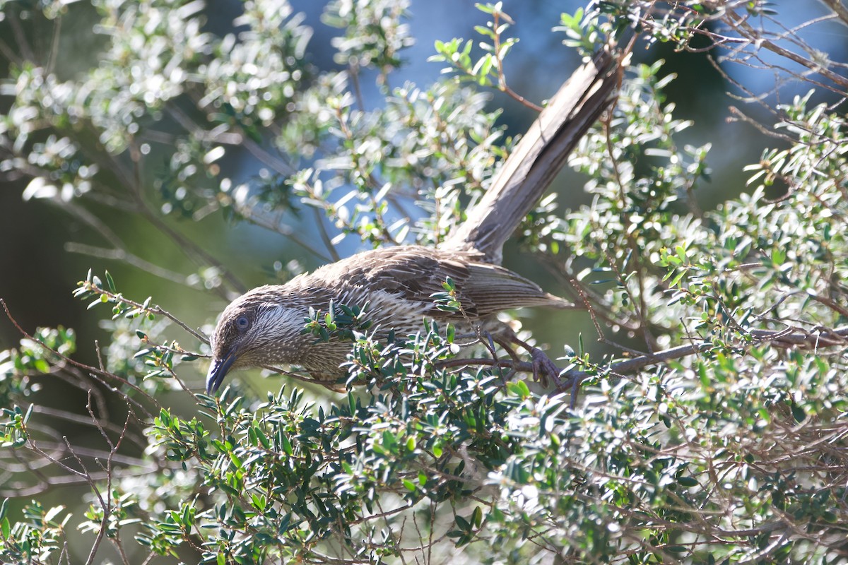 Little Wattlebird - ML642884686