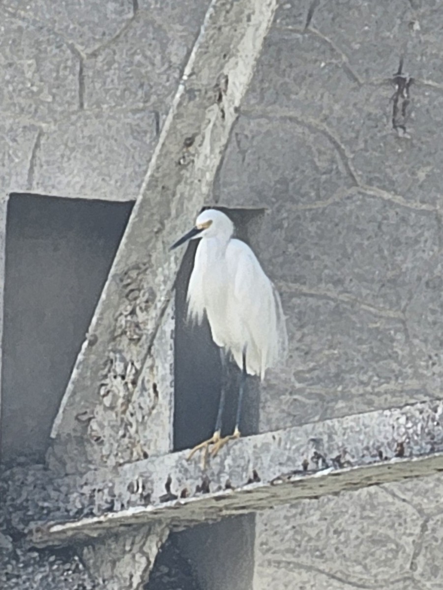Snowy Egret - ML642884695