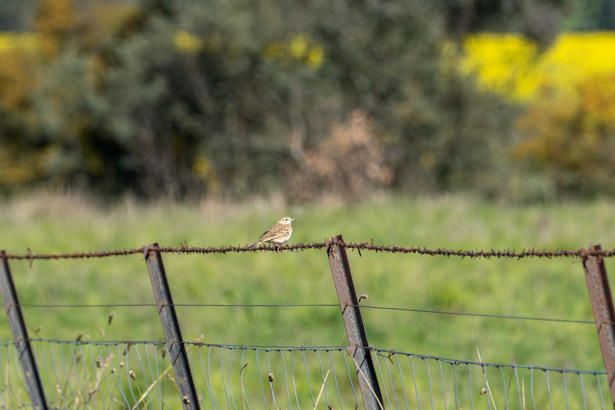 Australian Pipit - ML642884700
