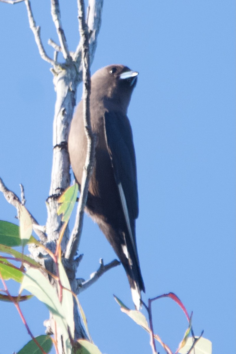 Dusky Woodswallow - ML642884703