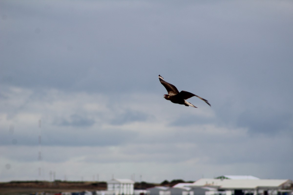 Crested Caracara - ML642884704
