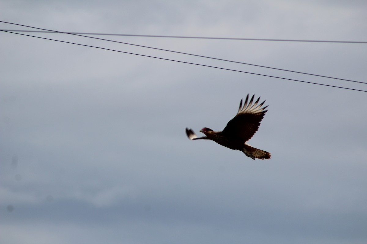 Crested Caracara - ML642884705