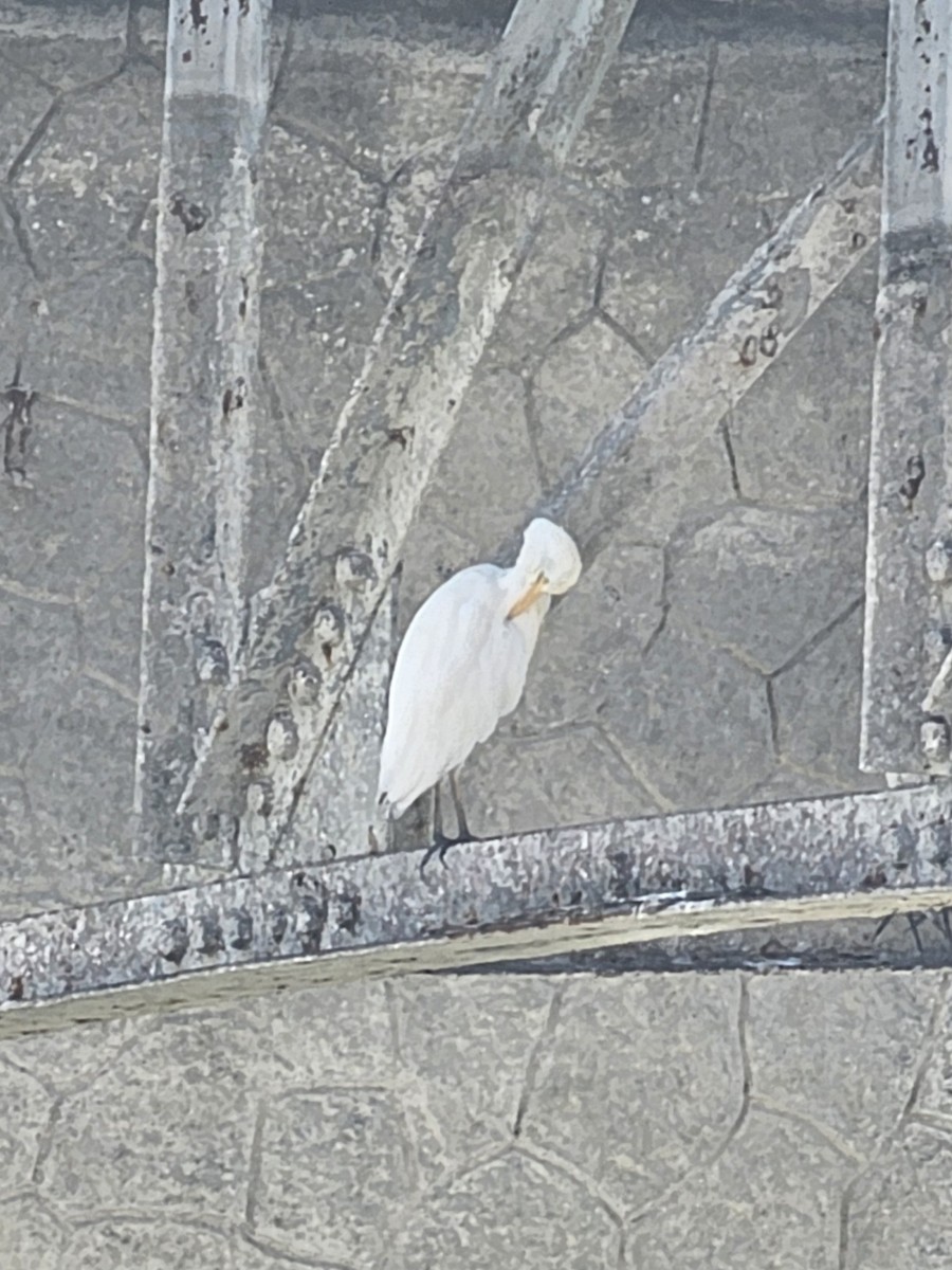 Western Cattle-Egret - ML642884709