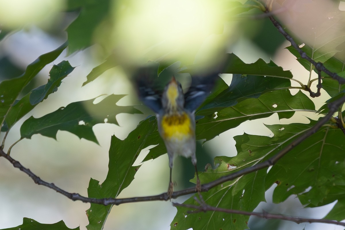 Northern Parula - ML642884711