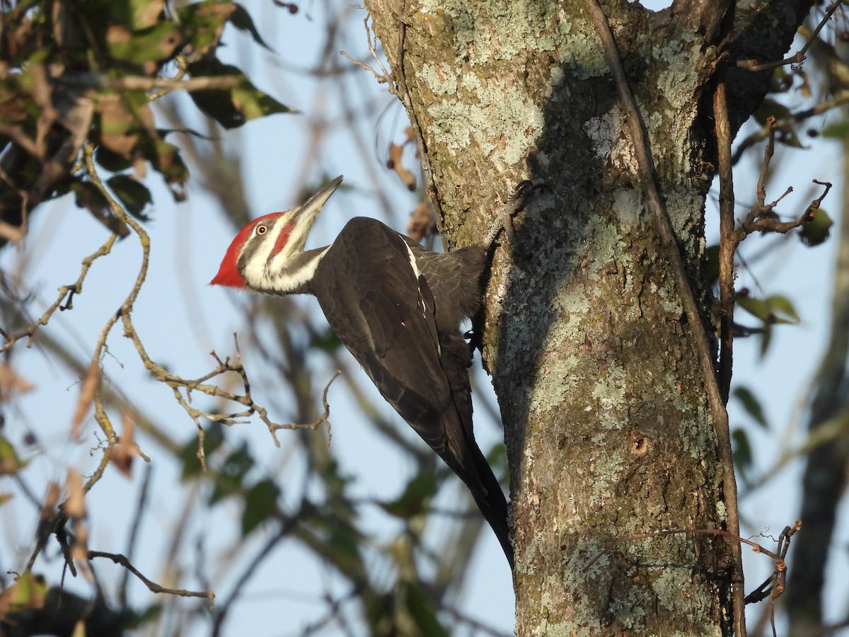 Pileated Woodpecker - ML642884712