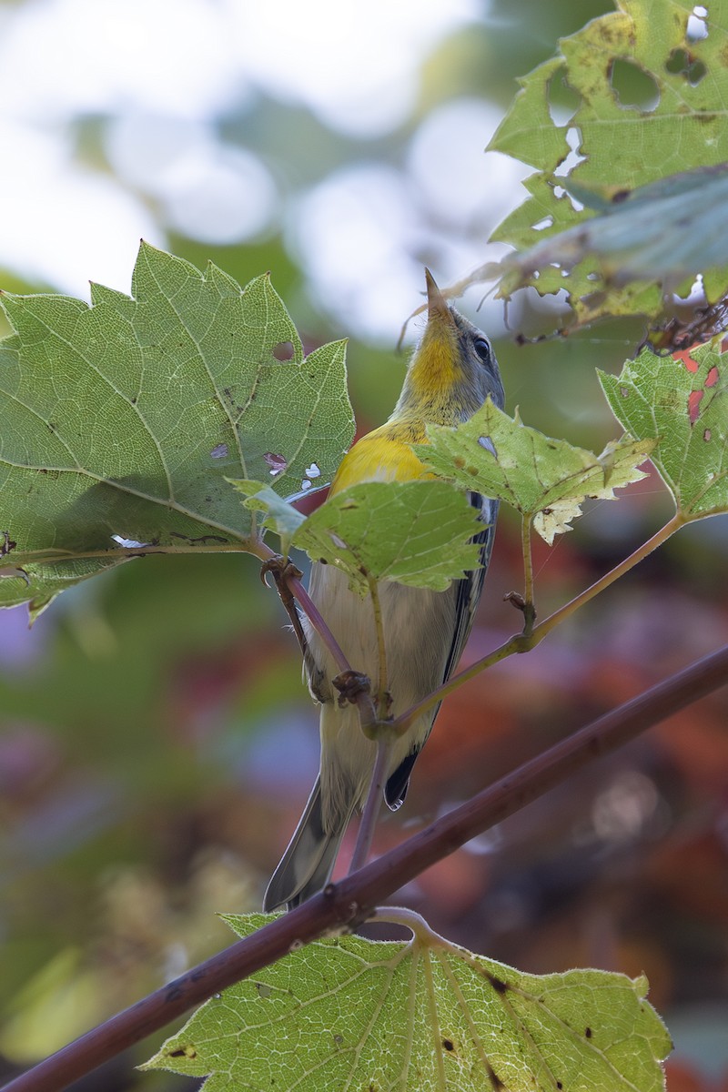 Northern Parula - ML642884713