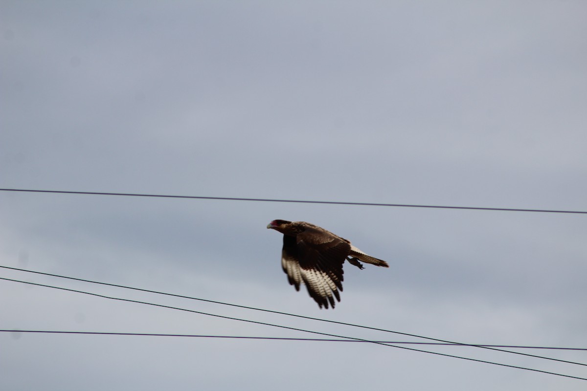 Crested Caracara - ML642884714