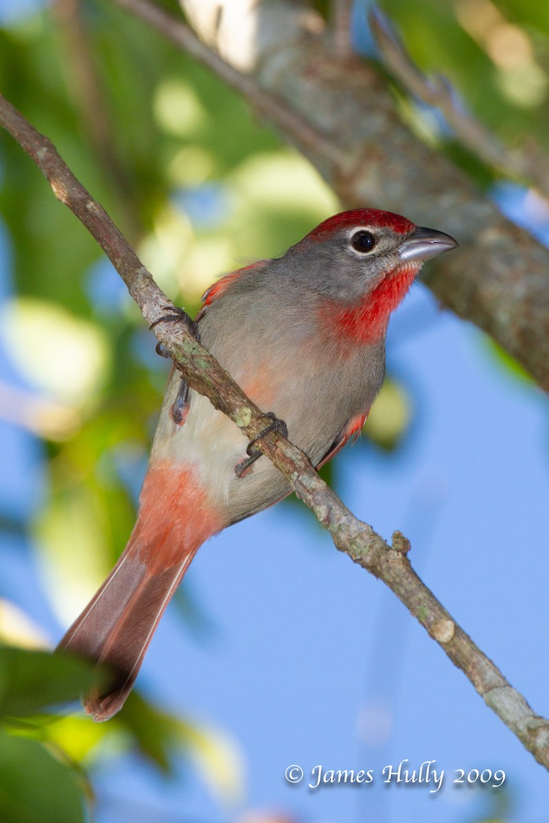Rose-throated Tanager - ML642884727
