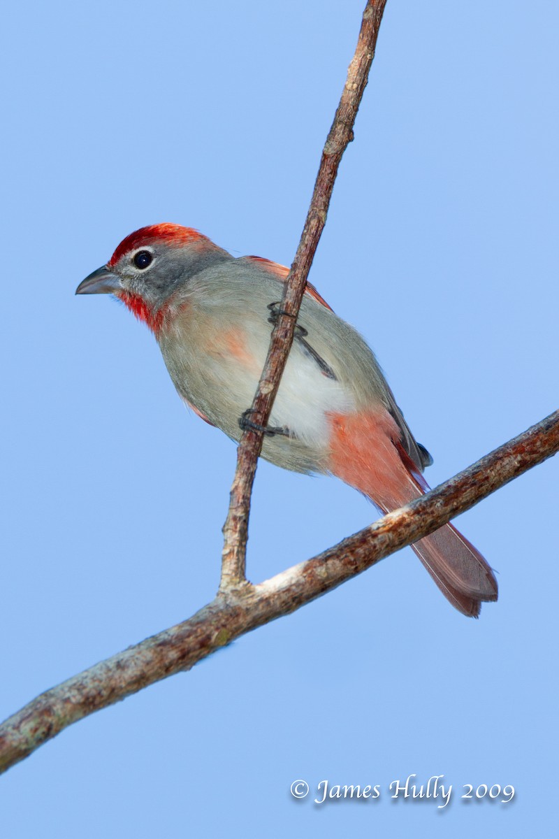 Rose-throated Tanager - ML642884731