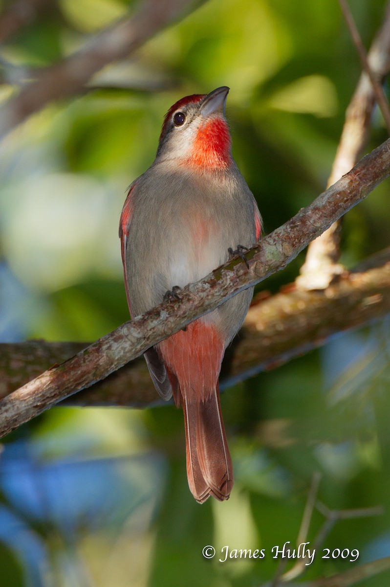 Rose-throated Tanager - ML642884735