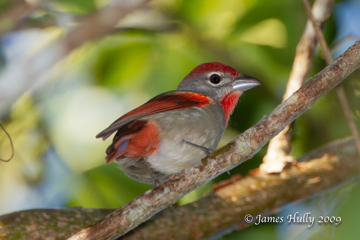Rose-throated Tanager - ML642884736