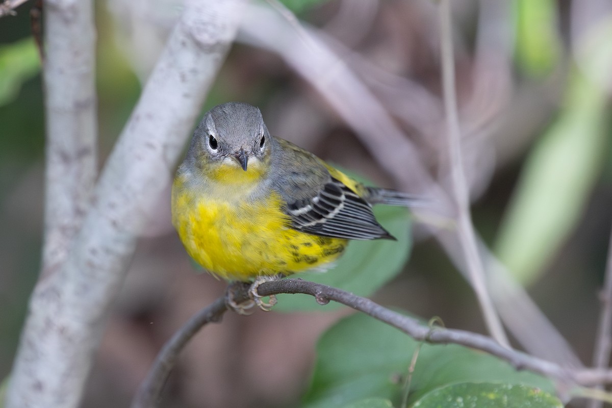 Magnolia Warbler - ML642884737