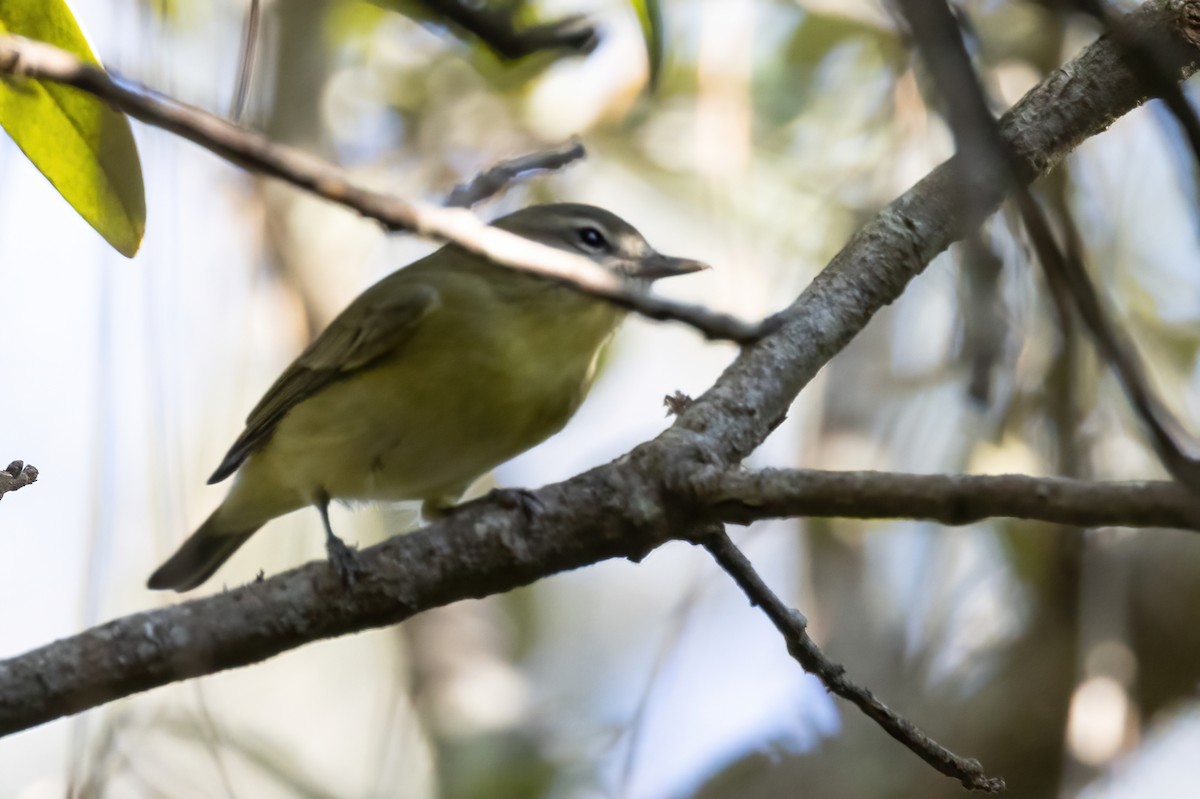 Philadelphia Vireo - ML642884750