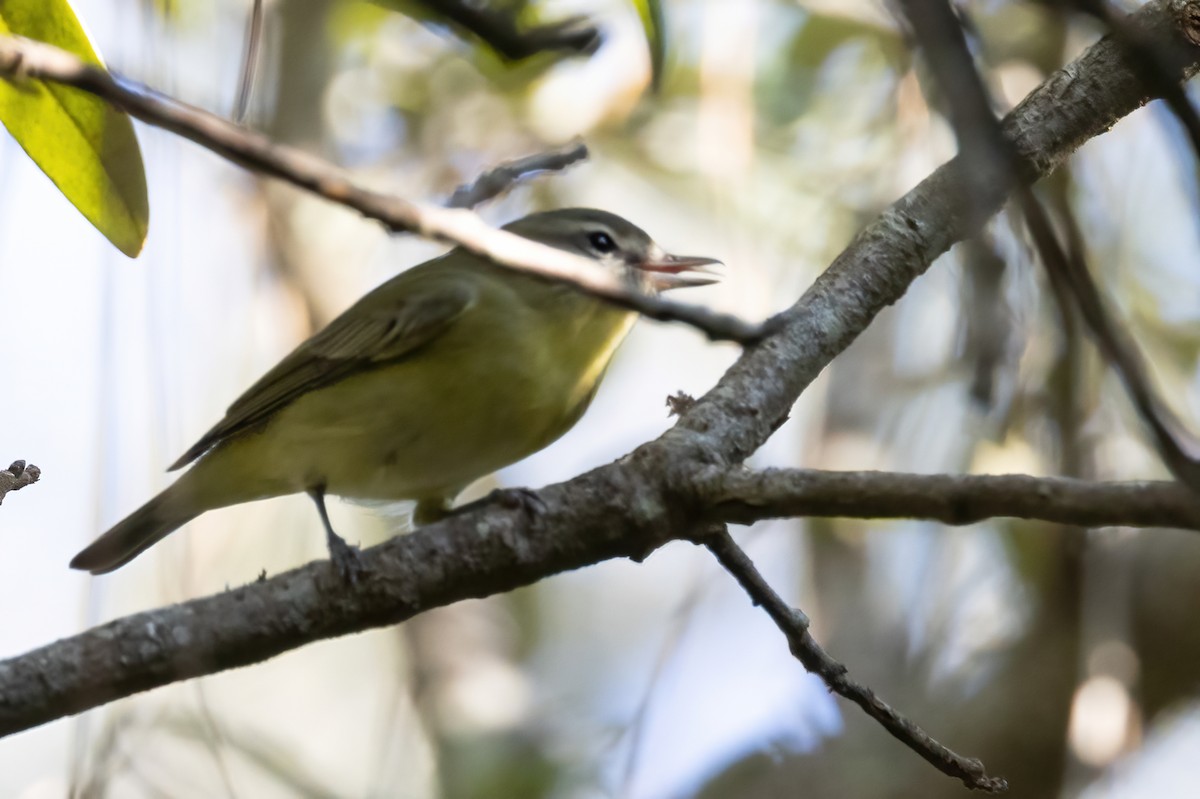 Philadelphia Vireo - ML642884751