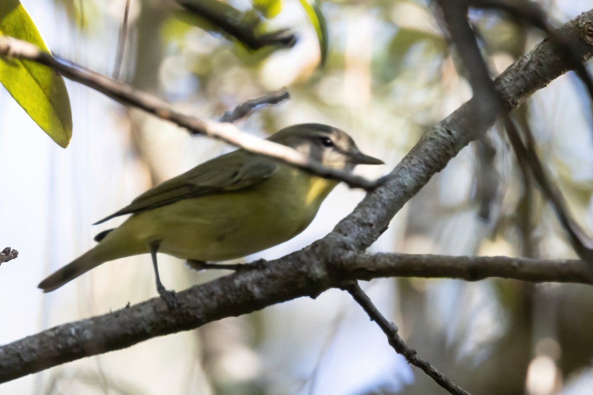 Philadelphia Vireo - ML642884752