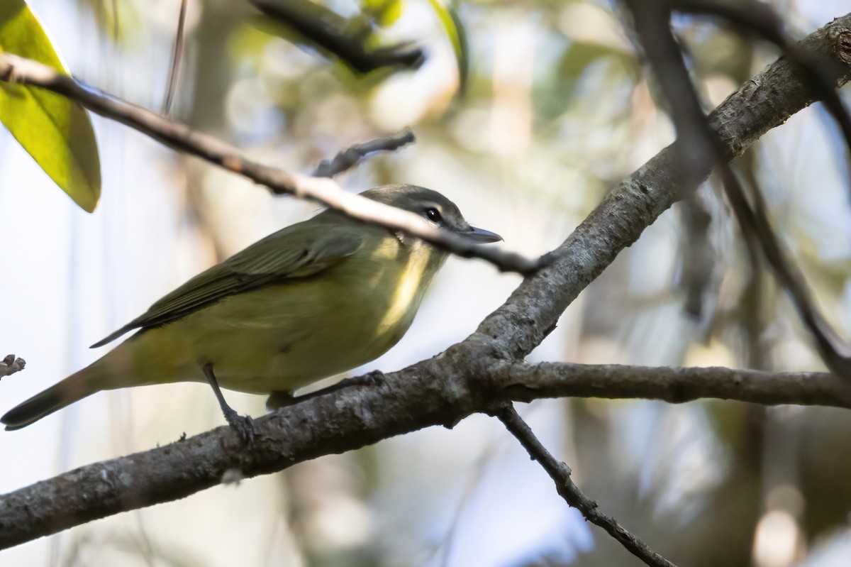 Philadelphia Vireo - ML642884753