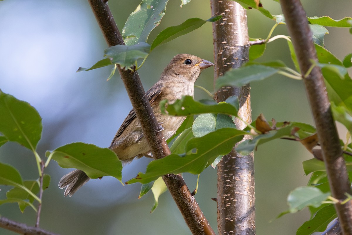 Indigo Bunting - ML642884755