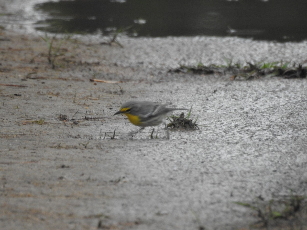 Grace's Warbler - ML642884763