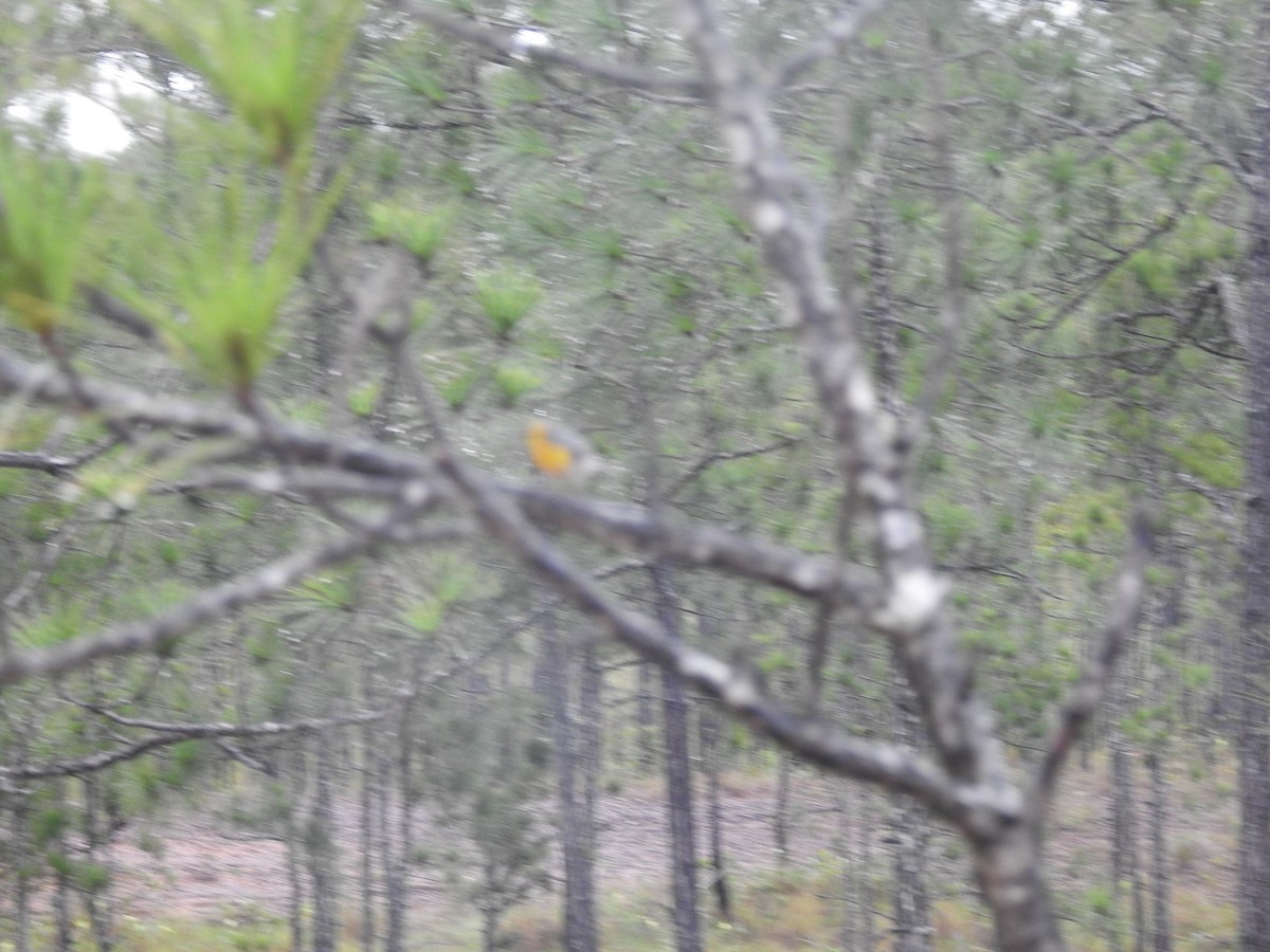 Grace's Warbler - ML642884764