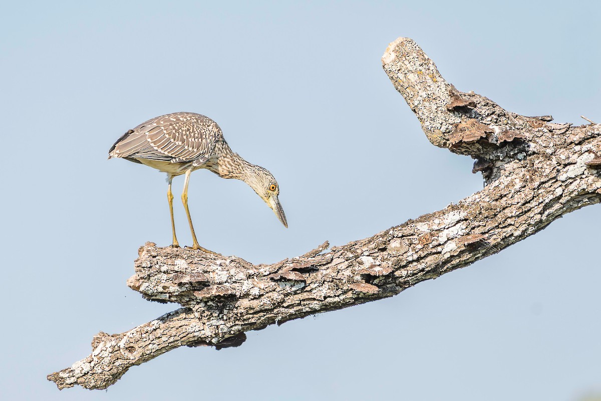 Yellow-crowned Night Heron - ML642884767