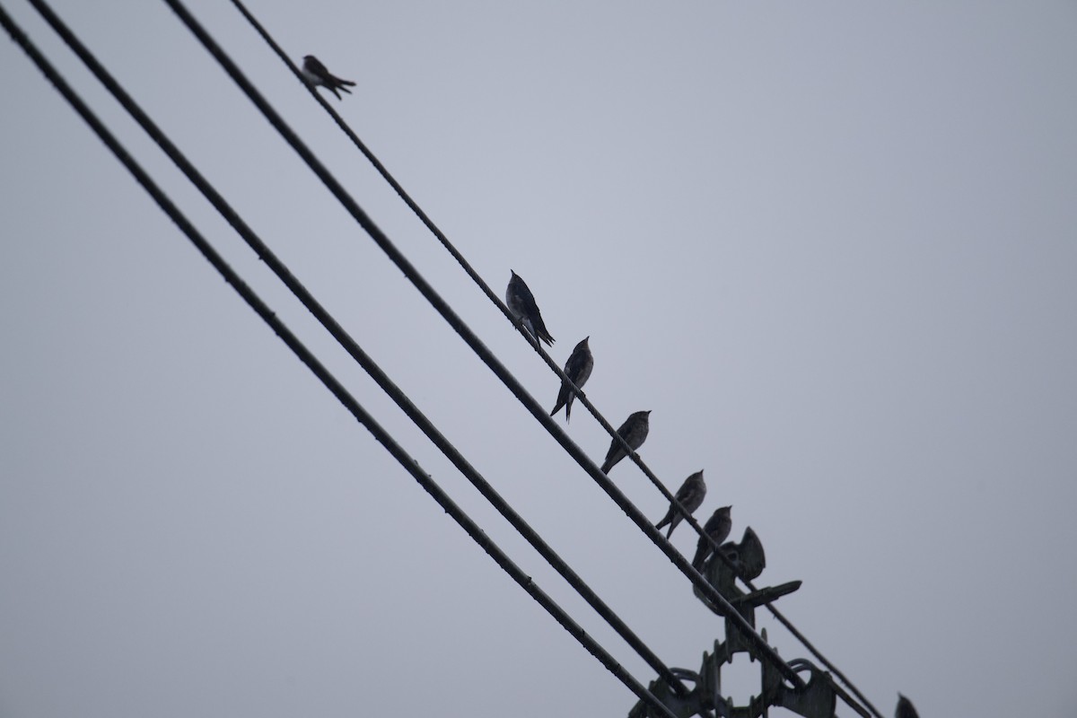 Gray-breasted Martin - ML642884768