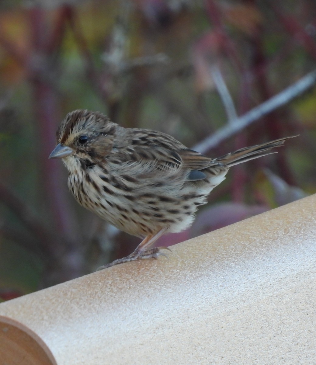 Song Sparrow - ML642884772