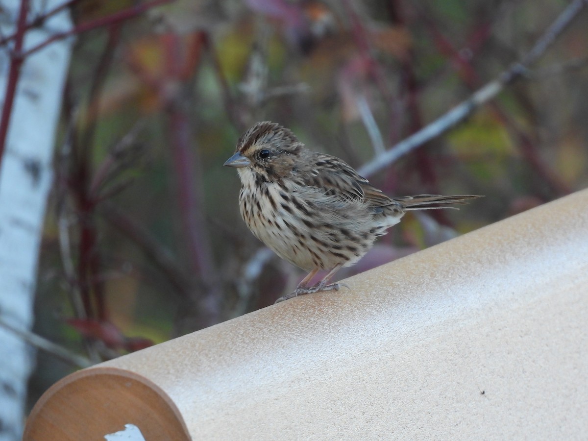 Song Sparrow - ML642884774