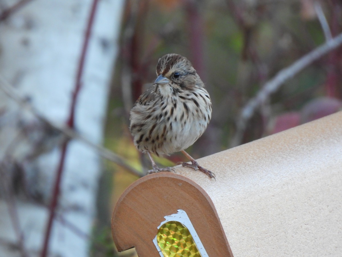 Song Sparrow - ML642884775