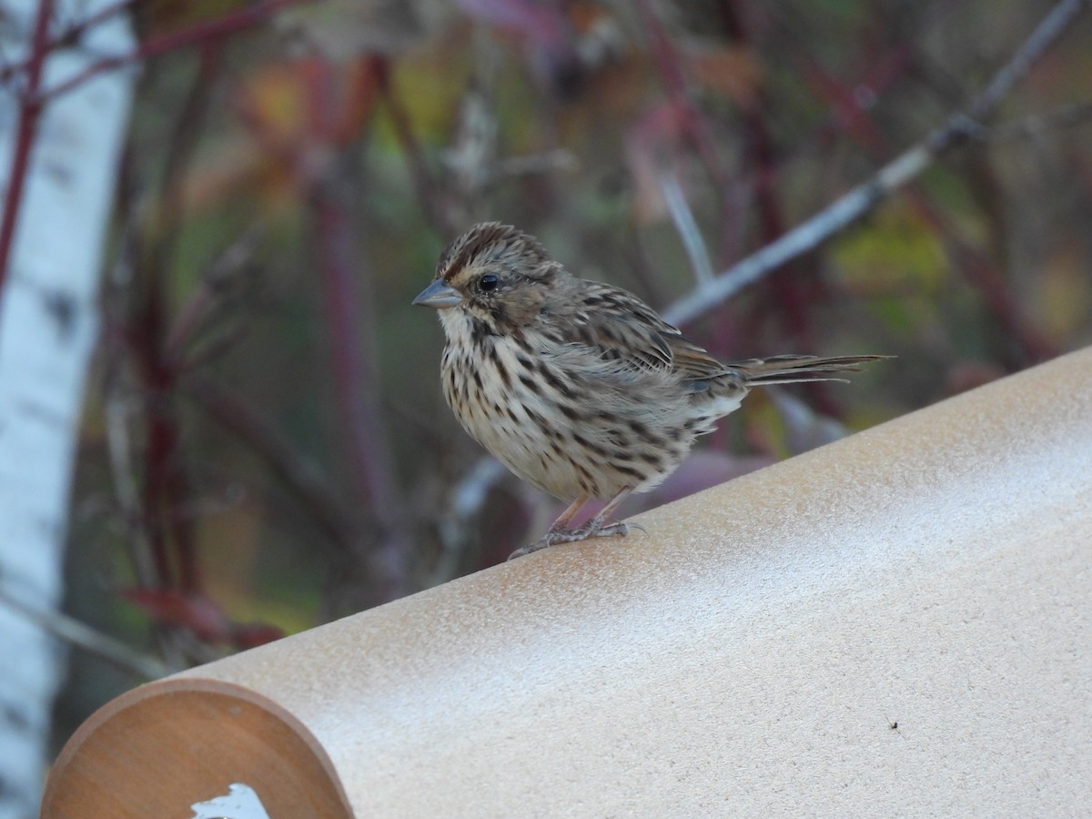 Song Sparrow - ML642884776