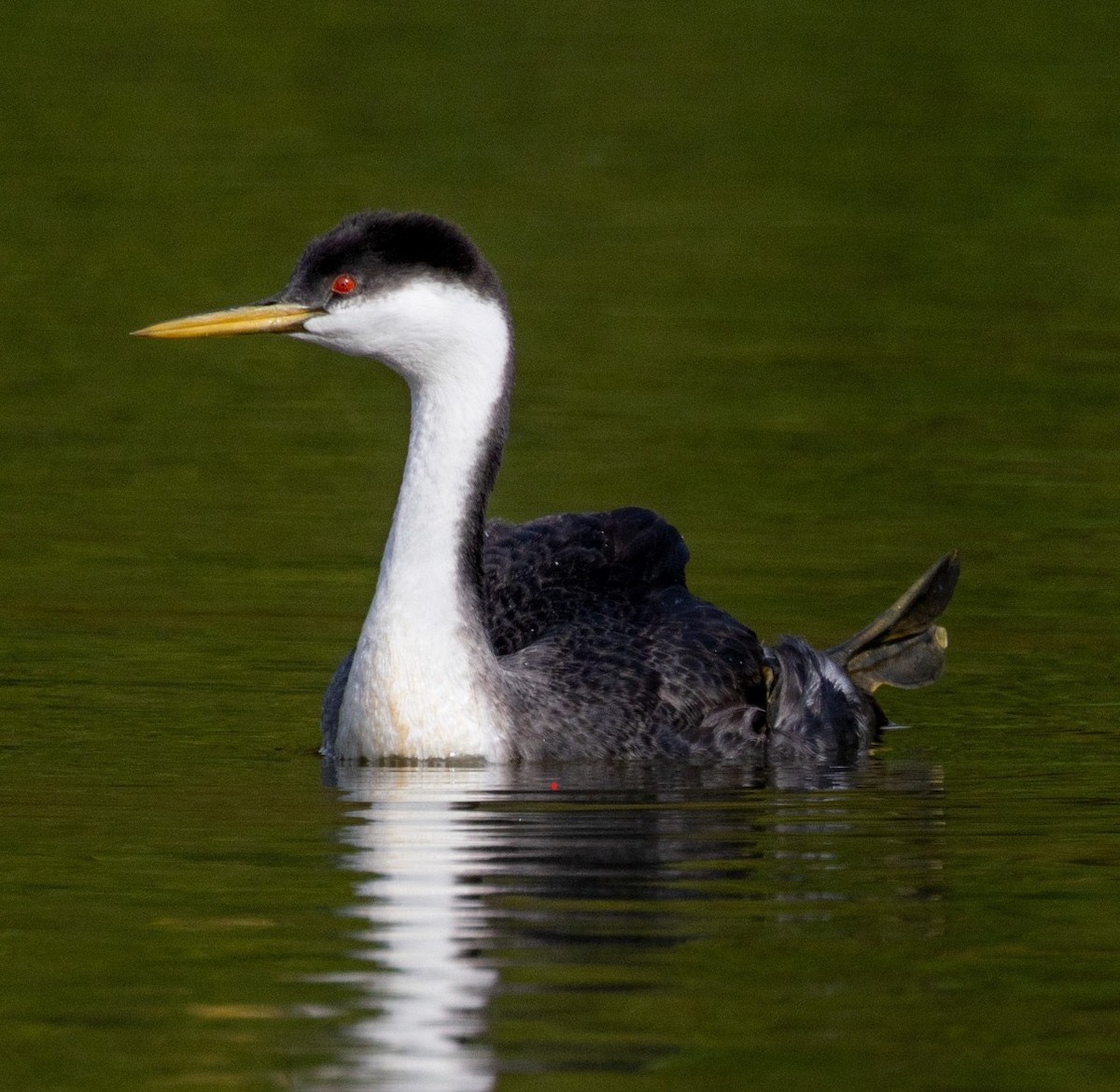 Western Grebe - ML642884780