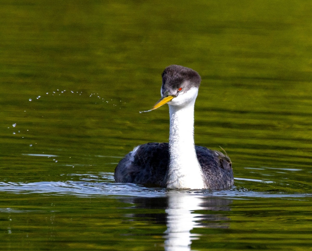 Western Grebe - ML642884781