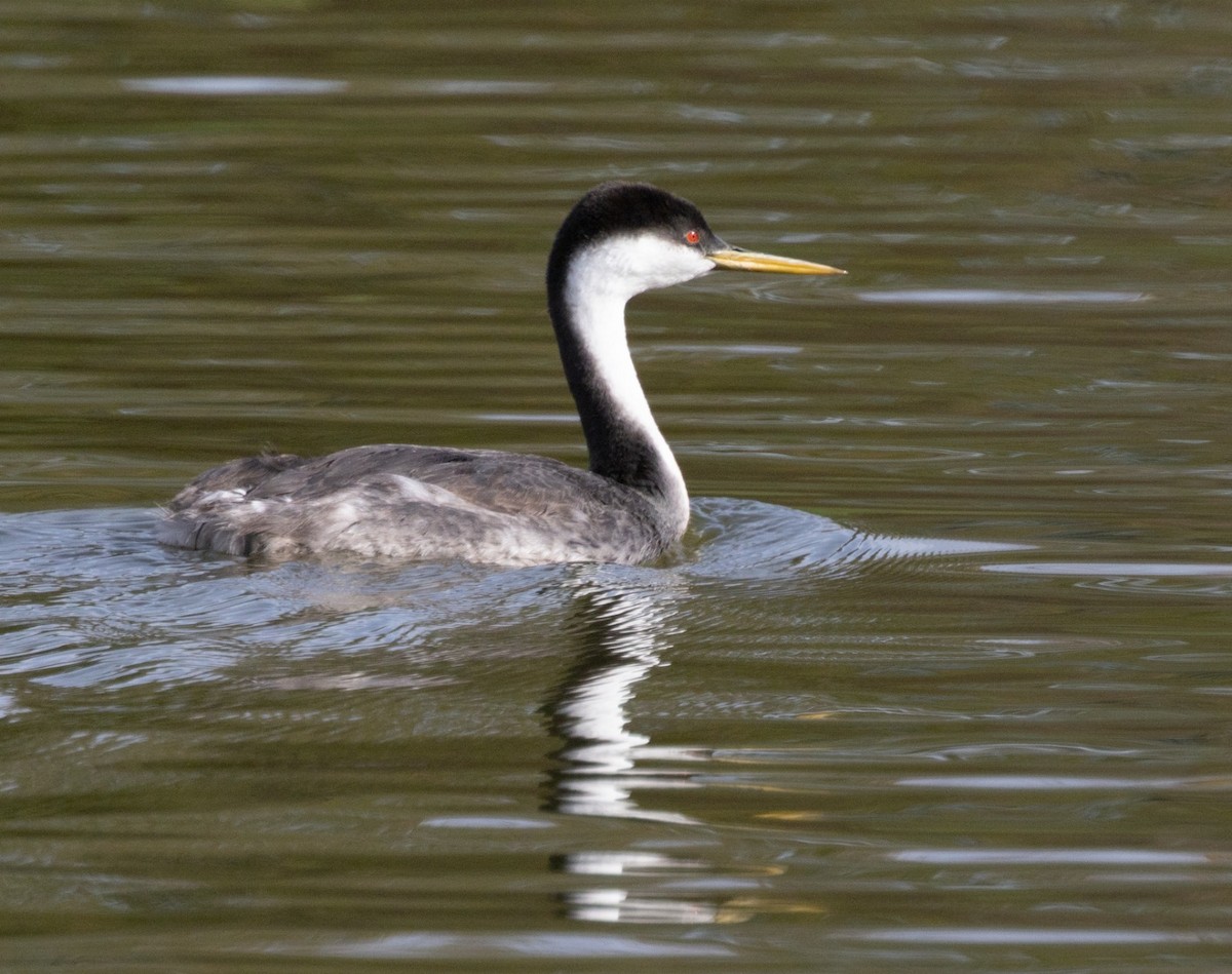 Western Grebe - ML642884782