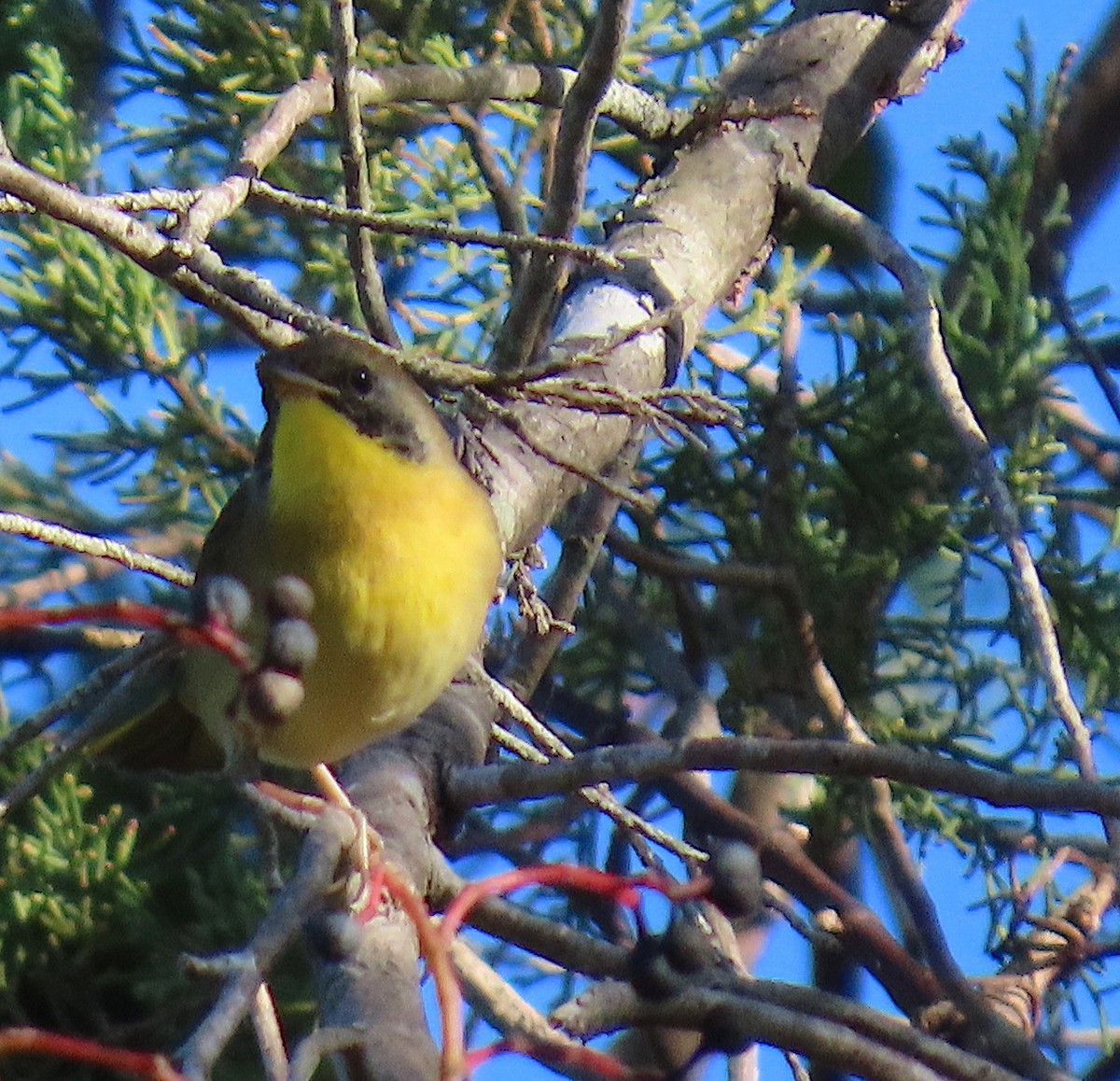 Common Yellowthroat - ML642884786