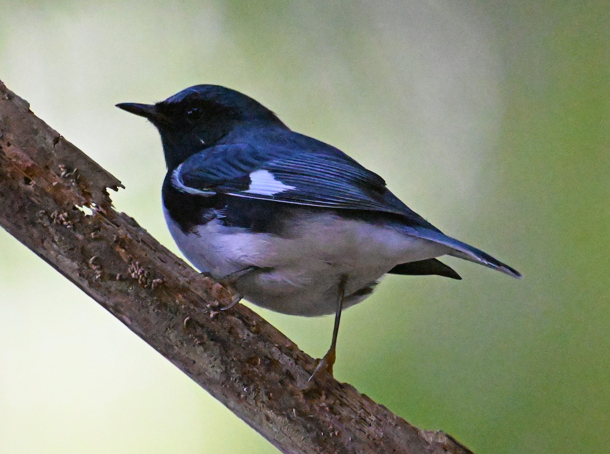 Black-throated Blue Warbler - ML642884791