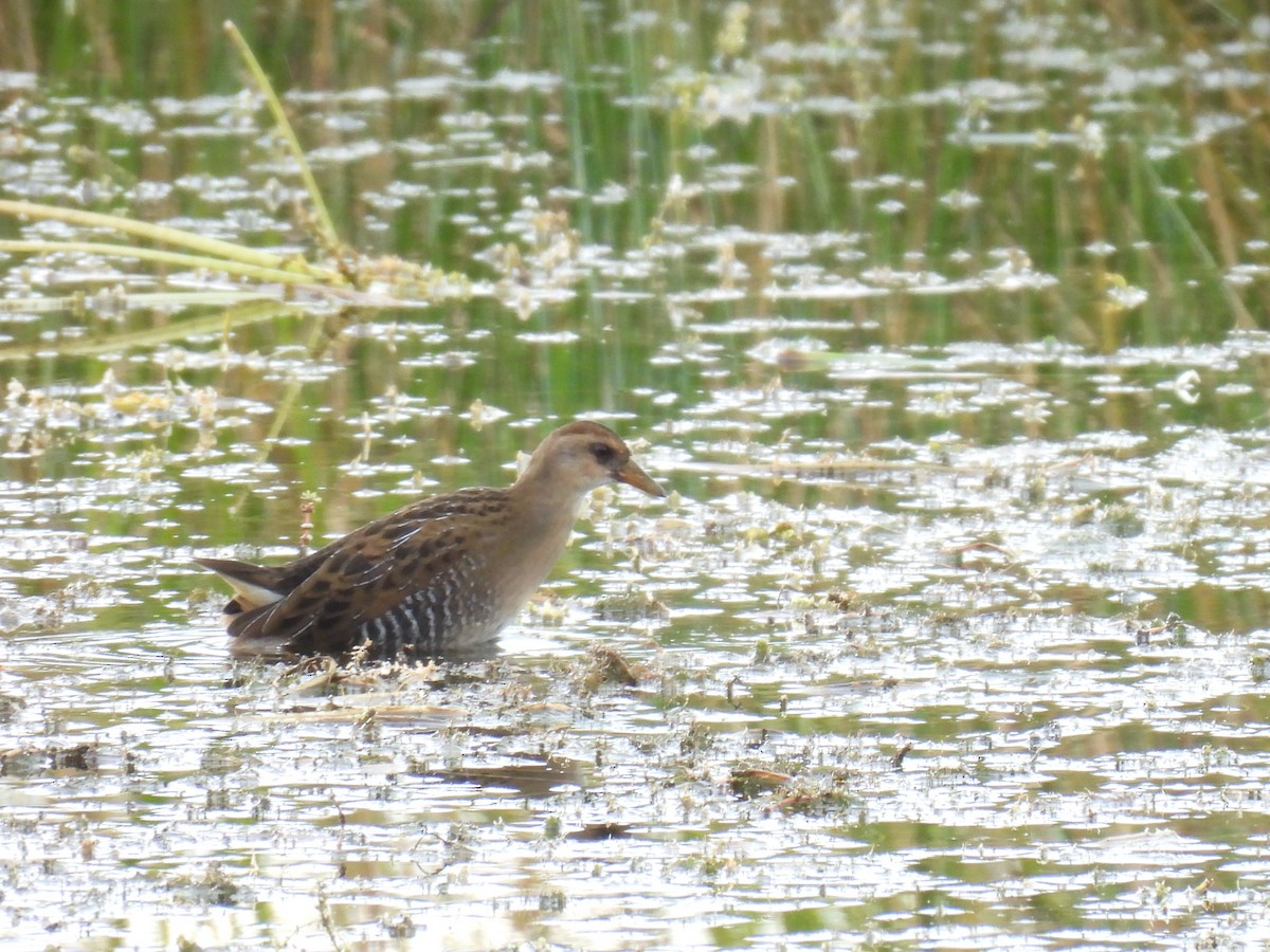 Sora uroilanda - ML642884794
