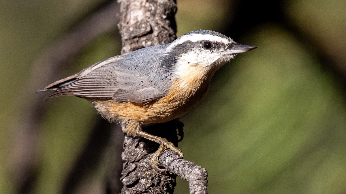 Red-breasted Nuthatch - ML642884798