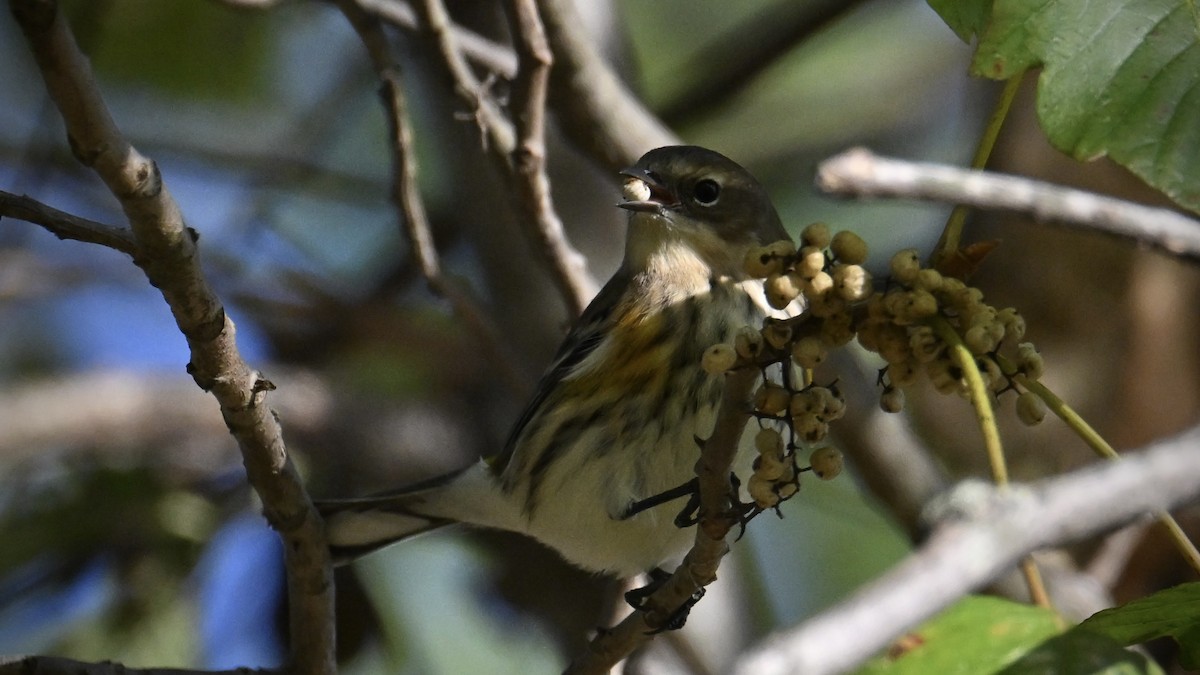 Yellow-rumped Warbler - ML642884801