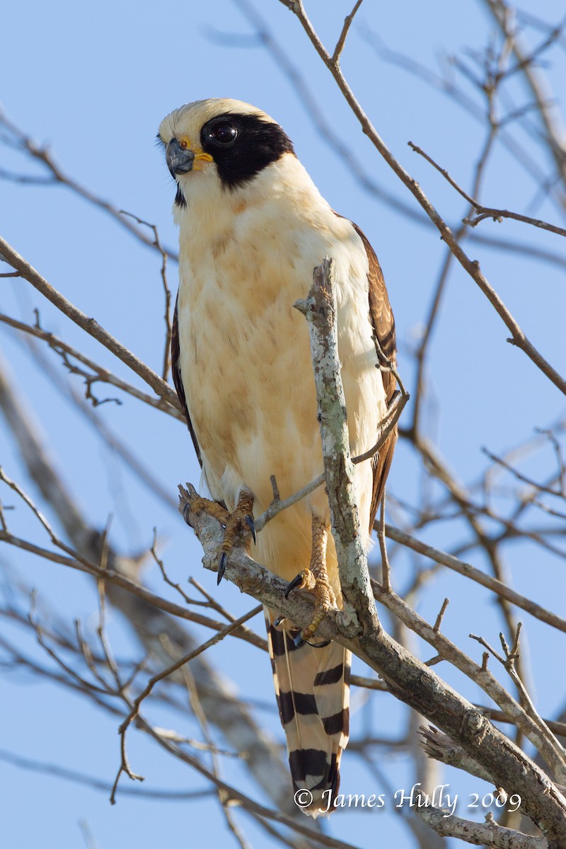 Laughing Falcon - ML642884802
