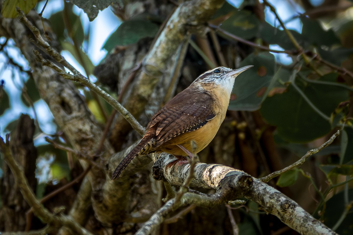 Carolina Wren - ML642884803