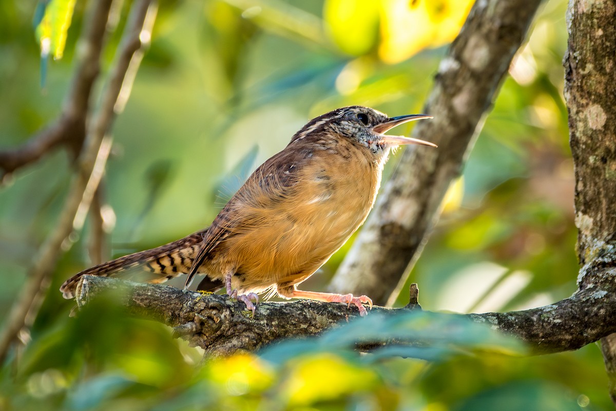 Carolina Wren - ML642884804