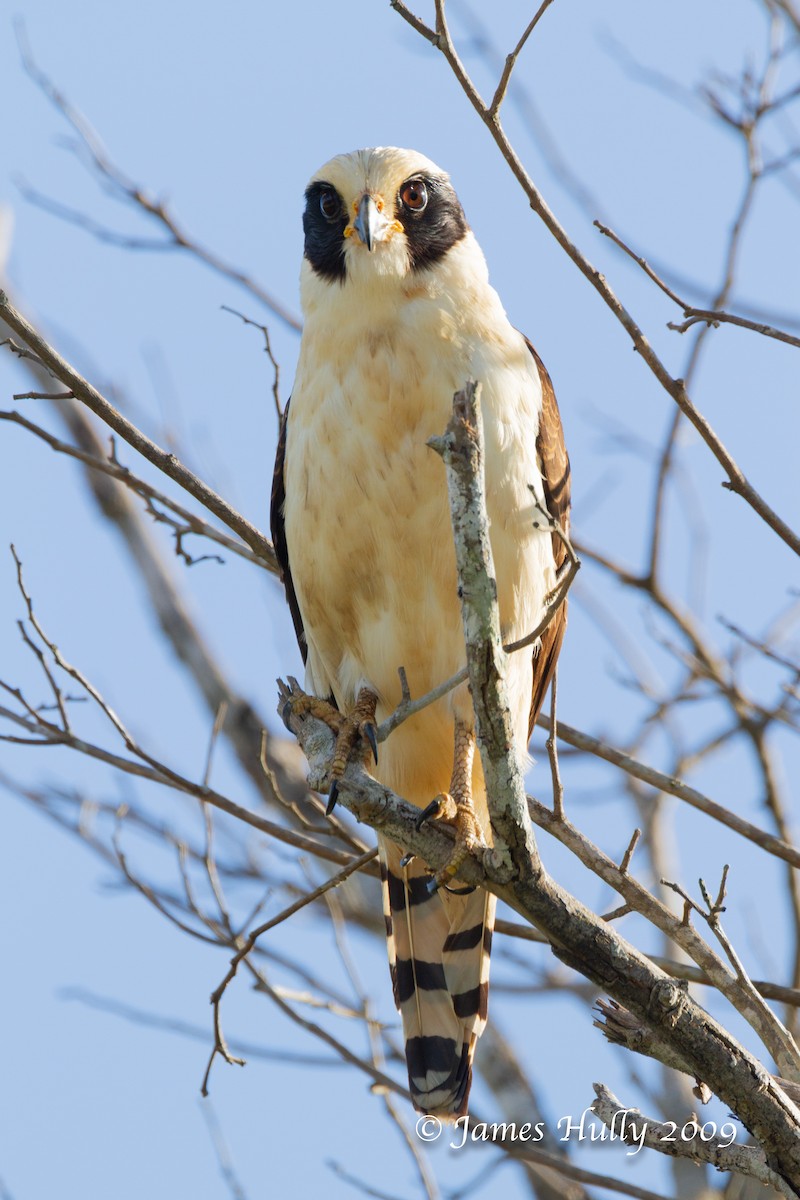 Laughing Falcon - ML642884806