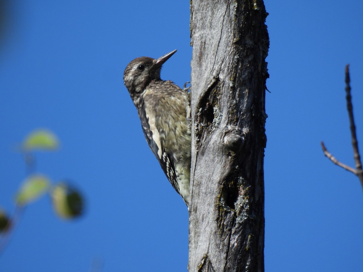 Yellow-bellied Sapsucker - ML642884814