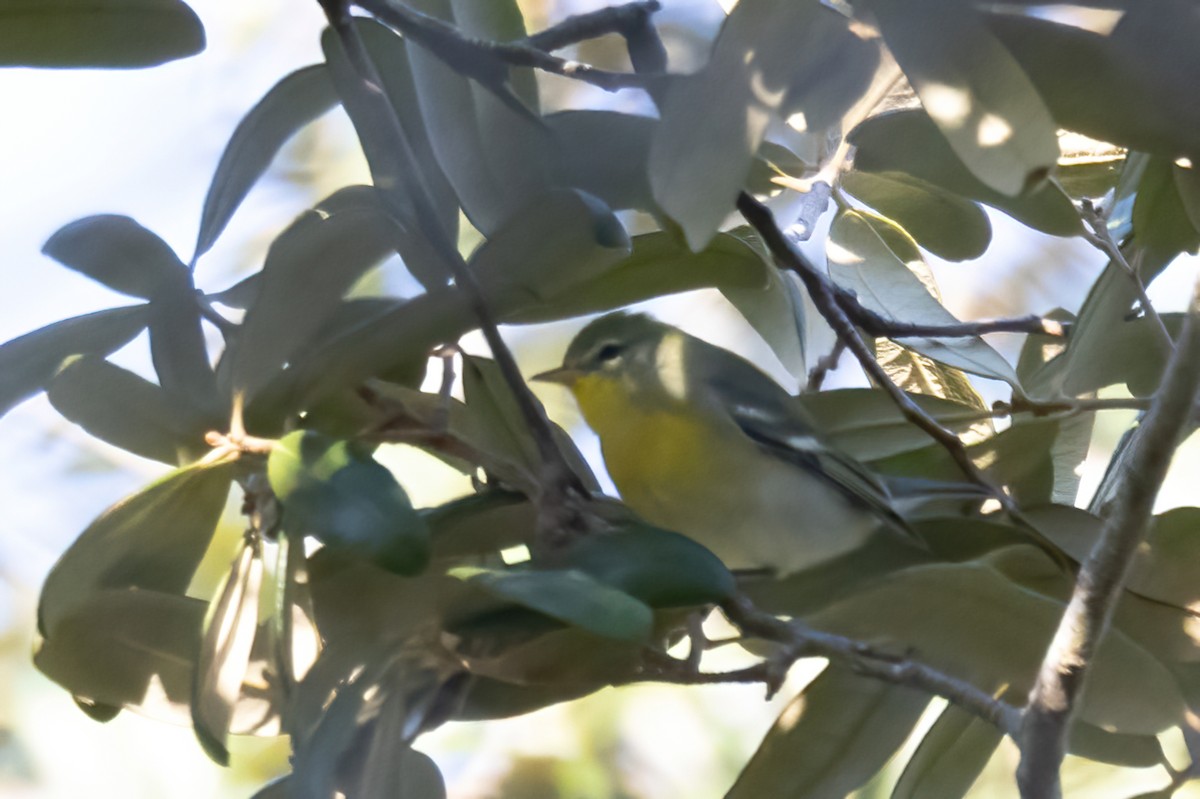 Northern Parula - ML642884817