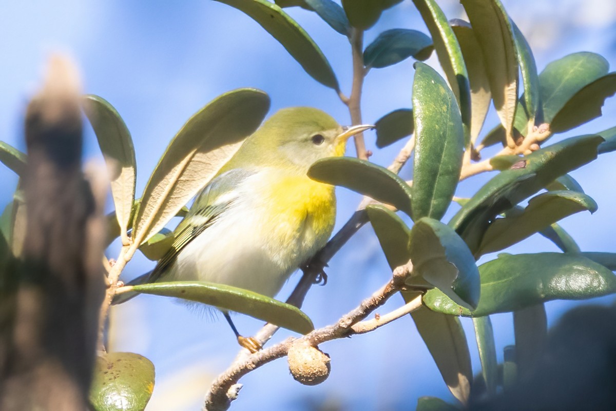 Northern Parula - ML642884818