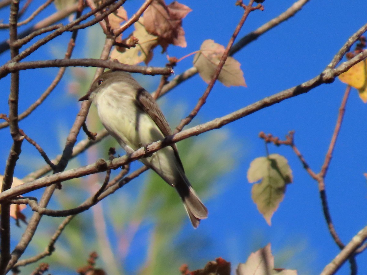 Eastern Phoebe - ML642884819