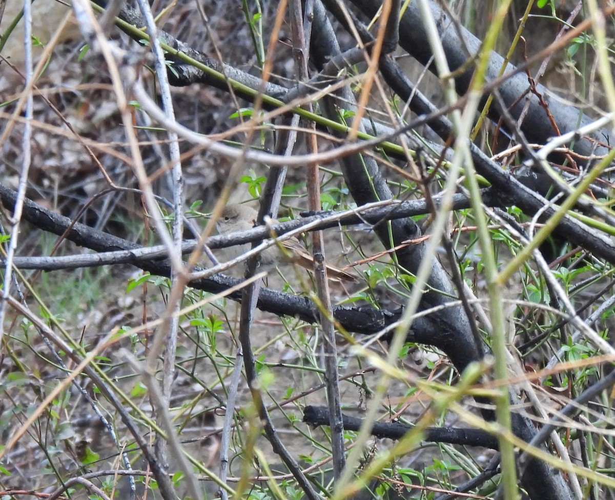 Sharp-billed Canastero - ML642884822