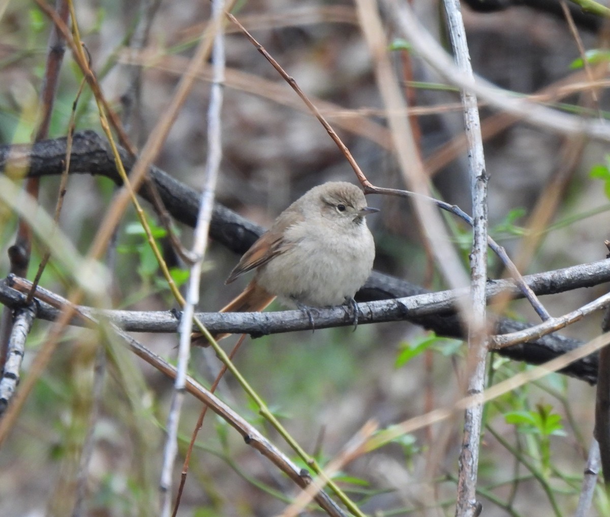 Sharp-billed Canastero - ML642884823